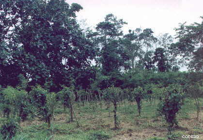 Pimienta negra