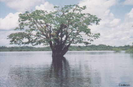 Amazonia Cuyabeno