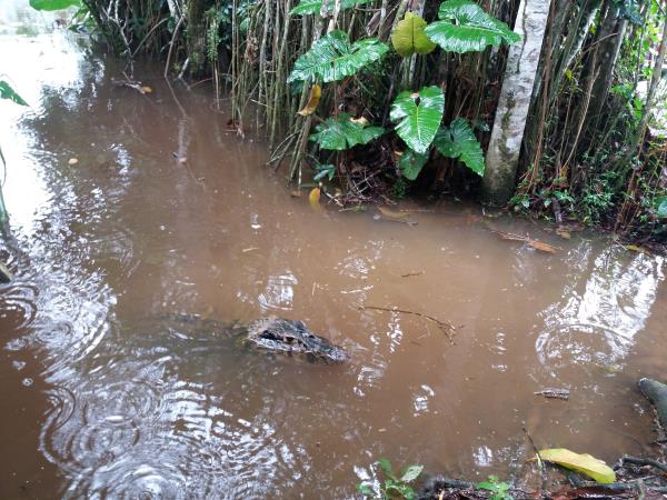 Lucy una Caimán Negro en la Laguna de Sani Lodge Río Napo