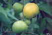 Frutas tropicales - Arazá