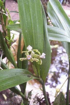 Fotos Orquídeas nativas cerca de Mindo en el noroccidente de Pichincha