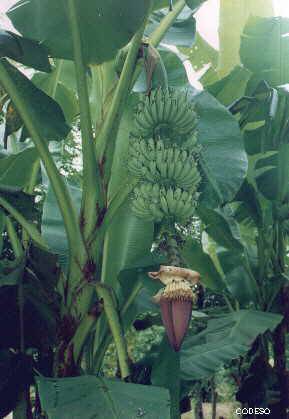 Bananen Platanos Finca Integral con cultivos en franjas