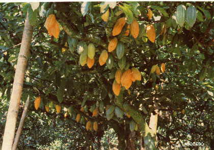 Cacao Clonal organico - Fotos Agroforestales Productos Organicos Sudamerica Amazonia 